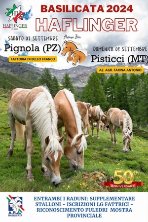 A Pisticci il raduno annuale degli allevatori cavalli di razza Haflinger