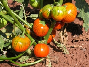 Tavolo Verde Puglia e Basilicata: l’agricoltura e il mondo agricolo oltre la pandemia