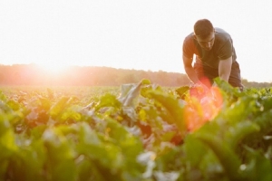 Tavolo Verde: l&#039;incoerenza e l&#039;incompetenza in Politica Agraria