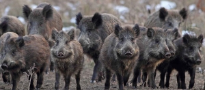 Coldiretti: stop a cinghiali e fauna selvatica incontrollata, entro metà luglio prevista una manifestazione