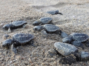 Caretta Caretta: in Basilicata aumentano i nidi