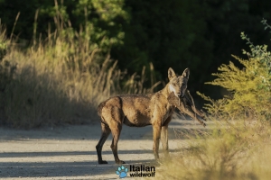 Natura sotto attacco: indebolita la protezione dei lupi