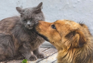 Matera: nuova pubblicazione del bando per la gestione del canile comunale con gattile sanitario