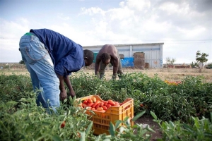 Raccolta del pomodoro: Coldiretti, non si parta in ritardo con l&#039;accoglienza dei lavoratori