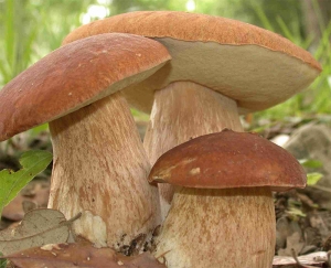 L’ASM organizza un corso per imparare a riconoscere i funghi