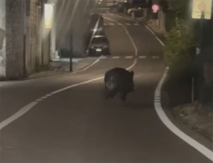 In aumento gli avvistamenti di cinghiali sul territorio pisticcese