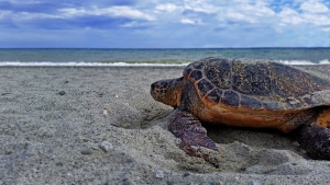 Life Turtlenest: un progetto europeo per la salvaguardia della Caretta Caretta