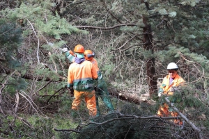 Continuità attività forestazione: approvato cofinanziamento di 22 milioni di euro