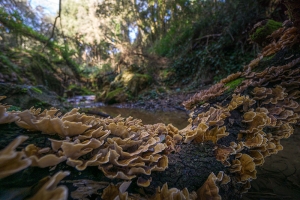 Fosso La Noce: 50mila euro per realizzare un punto di osservazione naturalistica