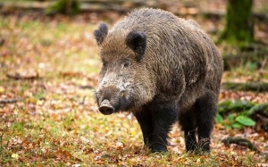 Vendo azienda agricola, ma solo ad associazioni animaliste