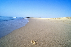 Legambiente: nel “rapporto spiagge 2022” situazione al limite, Basilicata senza regole