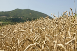 Agricoltura: lettera aperta al ministro dell&#039;agricoltura Lollobrigida e al presidente della regione Bardi