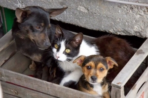 Sabato l’iniziativa “dona la spesa” in favore degli animali abbandonati