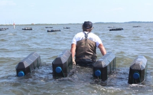 Molluschicoltura: l’amministrazione convoca un incontro sul tema. Di cosa si tratta