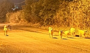 Contrada San Gaetano invasa da randagi. I residenti: “L’amministrazione cosa fa?”