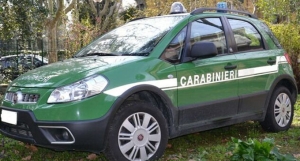 I numeri dei controlli effettuati dai Carabinieri Forestali nel report 2024