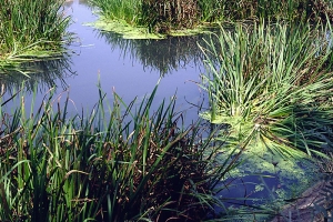 Bosco Pantano e San Giuliano: finanziati 2 progetti