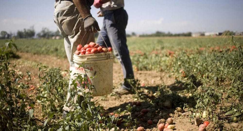 Perché non istituire corsi di formazione professionali per il comparto agricolo e florovivaistico?