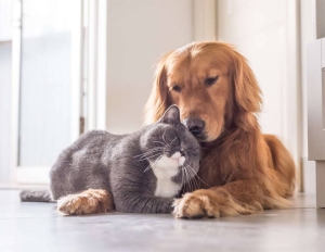 Adotta un cane o un gatto anziano: per te una fornitura di un anno di mangime specifico