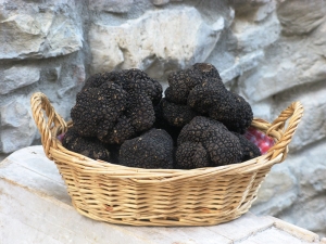 “Il tartufo nero estivo di Basilicata&quot; protagonista a Marconia